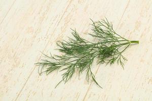 Fresh green dill herb branch photo