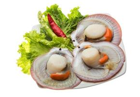 Raw fresh scallop photo