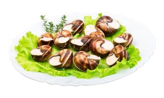 Escargot snails on a plate photo