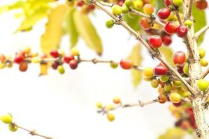 granos de café rojos con rama de cafeto, bayas maduras e inmaduras sobre fondo blanco foto