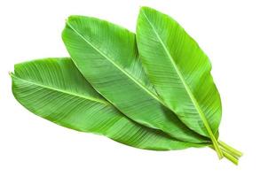 Banana leaves isolated over white photo