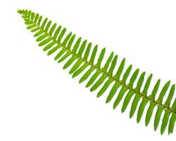 Green fern leaf isolated over white background. Photo is focused at center part.