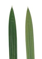 Pandan leaf or pandanus amaryllifolius leaf. Left for front side right for back side isolated over white. photo