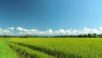 Green paddy filed and blue sky landscape in Thailand photo