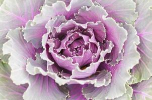 Ornamental Cabbage, Flowering Cabbage, Acephala Group Kale, or Brassica Oleracea photo