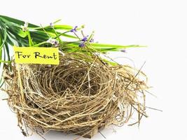 Bird nest for rent over white background, room rental concept photo