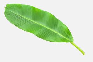 Banana leaf isolated over white photo