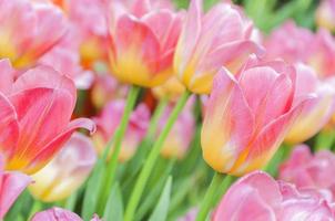 hermosa mezcla rosa con tulipanes de color amarillo foto