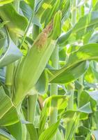 granja de maíz dulce verde foto