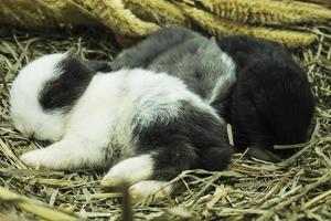 pequeños conejos tailandeses locales encantadores de 14 días foto