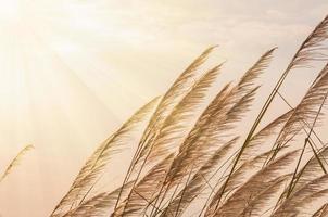 Brown grass flower with sun light photo