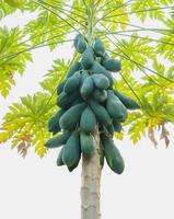 Papaya on its tree isolated over white background photo