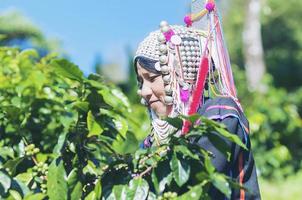 Hill tribe lady haversting coffee bean photo