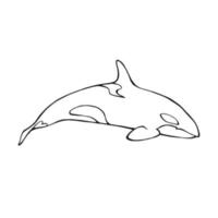 Killer whale. Hand drawn illustration converted to vector. vector