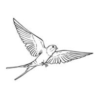 Flying swallow. Hand drawn illustration converted to vector. vector