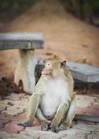 A sitting monkey photo