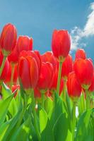 Red tulip garden with blue sky background photo