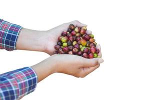 Lady hands holding fresh coffee bean during coffee mill process isolated over white - people and small farming agriculture concept photo