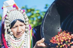 Hill tribe lady haversting coffee bean photo