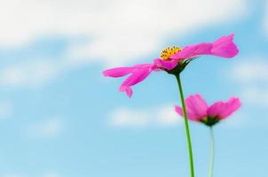 bellas flores rosadas del cosmos con cielo azul y fondo de nubes blancas foto