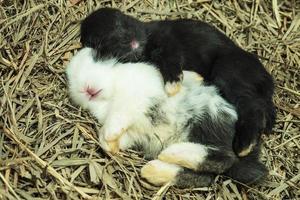 encantador bebé conejo en cuna de heno foto