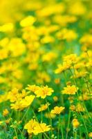 Beautiful little yellow flower with green leaf. Photo is partially focused at the middle lower part flower.