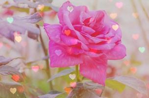 Double exposure of soft focused brown grass flower and blur heart bokeh in vintage color style photo