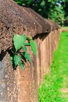 antiguo muro de piedra de granito con hoja de bo, en wat phra si ratana mahathat, el parque histórico de si satchanalai, en el distrito de si satchanalai, provincia de sukhothai, norte de tailandia foto