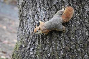 Squirrel posing in forest photo