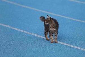 Tabby Cat on Track and Field photo