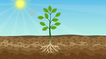 photosyntheseprozessanimation mit einer grünen pflanze und glänzender sonne. grüne pflanzen erhalten energie und ernährung aus der 4k-aufnahme der sonne und des bodens. Baum produziert animiertes Video zu Sauerstoff und Zucker.