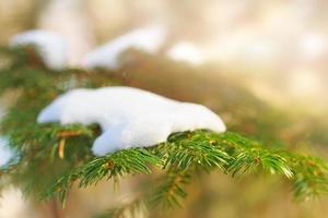 Snow on a branch photo