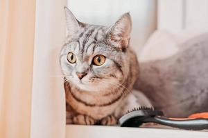 lindo gato atigrado escondido detrás de una cortina y sentado en un alféizar. gatito gris mirando a un lado y esperando. foto