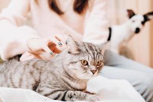 woman stroking tenderly her tabby cat while small dog looking at them. crop view. domestic scottish straight cat, pet love and care photo