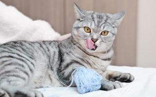 playful tabby cat lying on a bed next to a ball of yarn and licking itself, showing a tongue photo