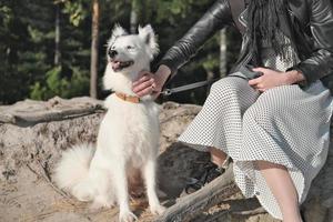 perro blanco yakutiano laika sentado al lado del dueño y mirando a un lado. mascota de descanso tranquila y pacífica. perro de pura raza en el bosque con una joven irreconocible acariciando a su perrito. foto