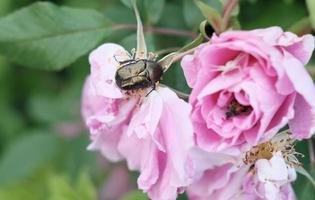 a cetonia aurata beetle sitting on a rose fower, close up view. garden pests concept. gardening and agriculture, flowers growing. photo