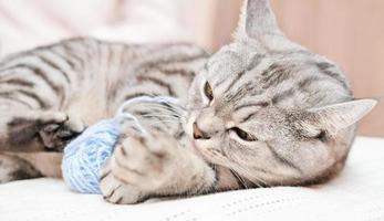 happy tabby grey cat playing with ball of yarn on a bed. beautiful kitten indoors photo