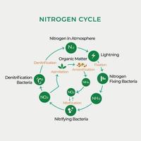 ciclo del nitrogeno en la atmosfera vector