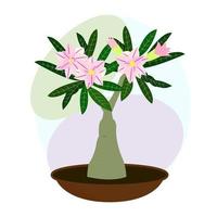 Indoor flower. Houseplant. Blooming adenium. Bonsai. Vector image