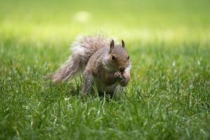 Squirrel in Grass photo