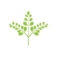 Moringa leaf logo illustration vector design