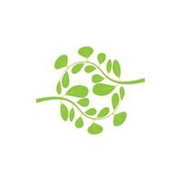 Moringa leaf logo illustration vector design