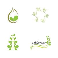 diseño de vector de ilustración de logotipo de hoja de moringa