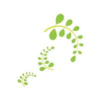 Moringa leaf logo illustration vector design