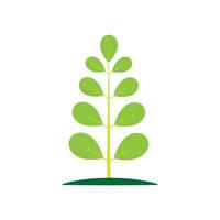 Moringa leaf logo illustration vector design