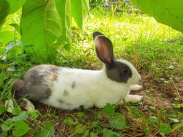 A white-gray rabbit eating foot on the grass field. a white gray fluffy eared rabbit sits on a green meadow and eats young green grass close up, in the evening, with bright warm sunlight. photo