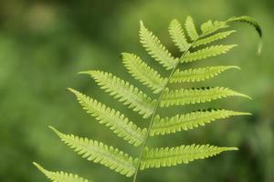 Green vertical plant close-up on blur background photo