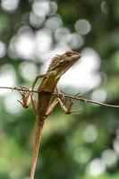 Chameleon animal up close. Asian chameleon in close-up photo