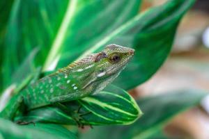 Chameleon animal up close. Asian chameleon in close-up photo